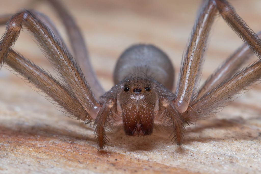 Sicariidae - Loxosceles rufescens